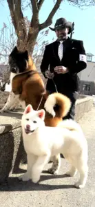 Ron Durant Apexx Akitas American Akita breeder Sussex New Jersey