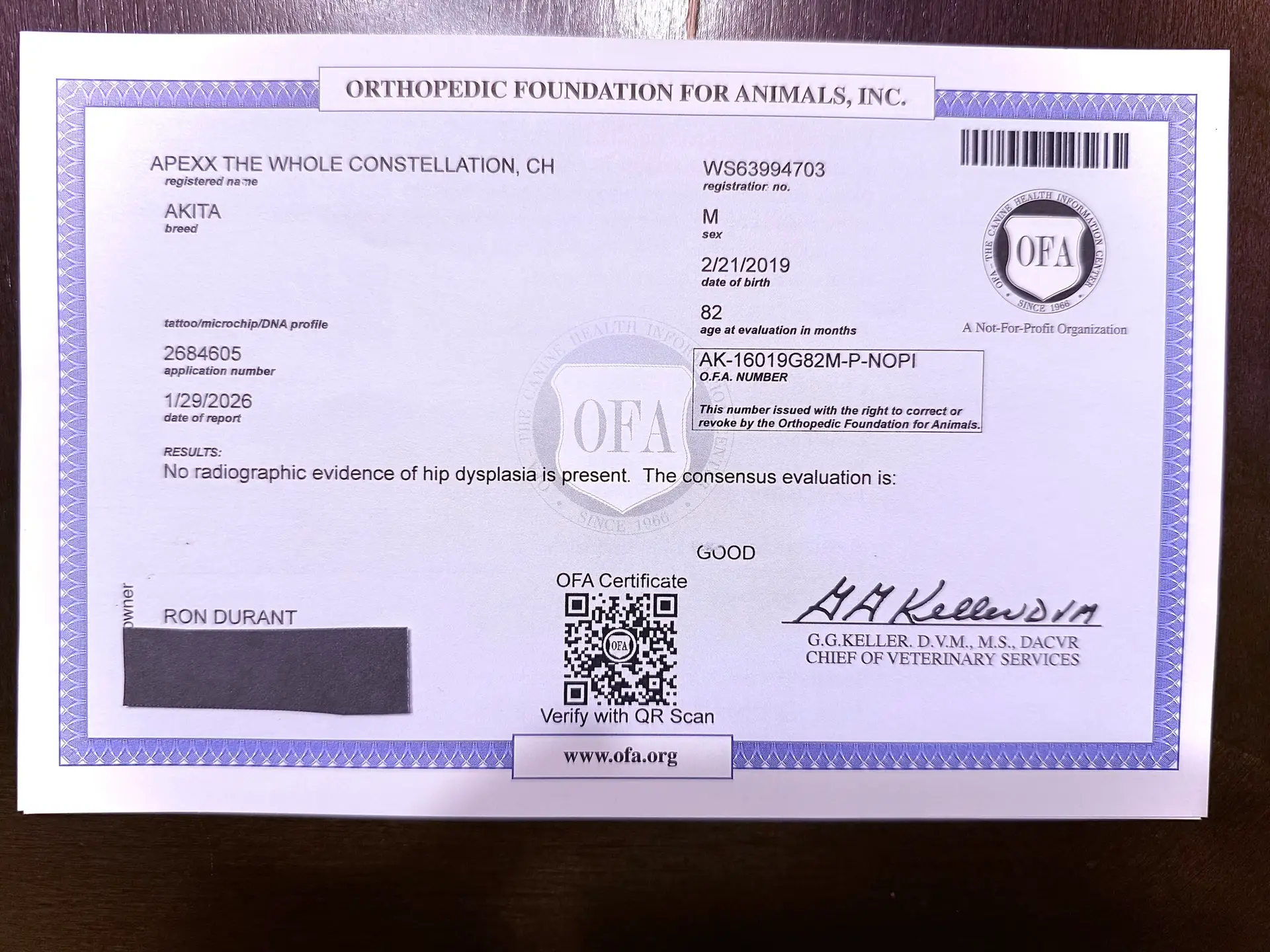 OFA hip and health report for Champion Ash , Apexx Akitas breeding stock