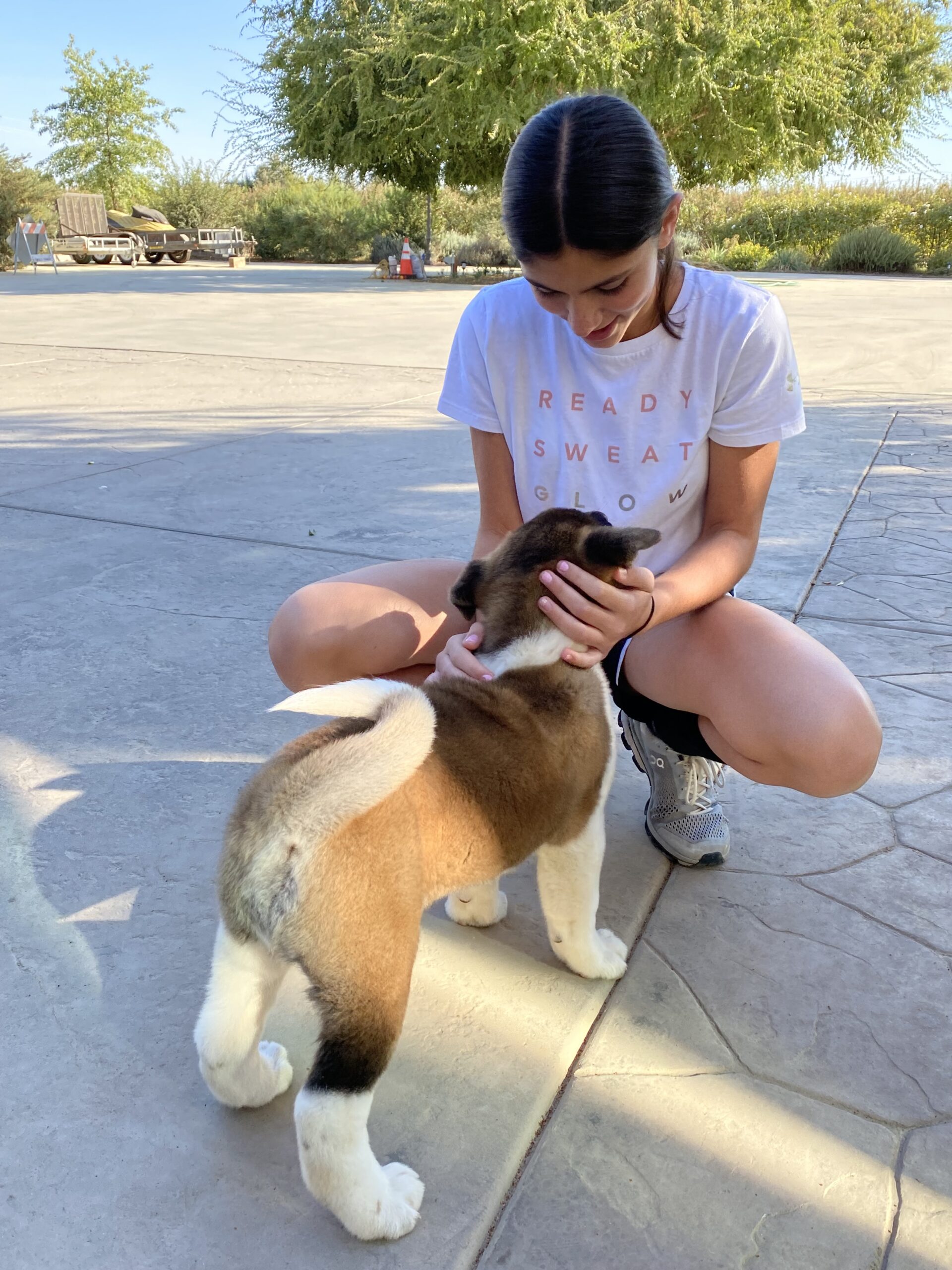 American Akita puppy from Apexx Akitas meeting its new owner for the first time demonstrating calm confident temperament