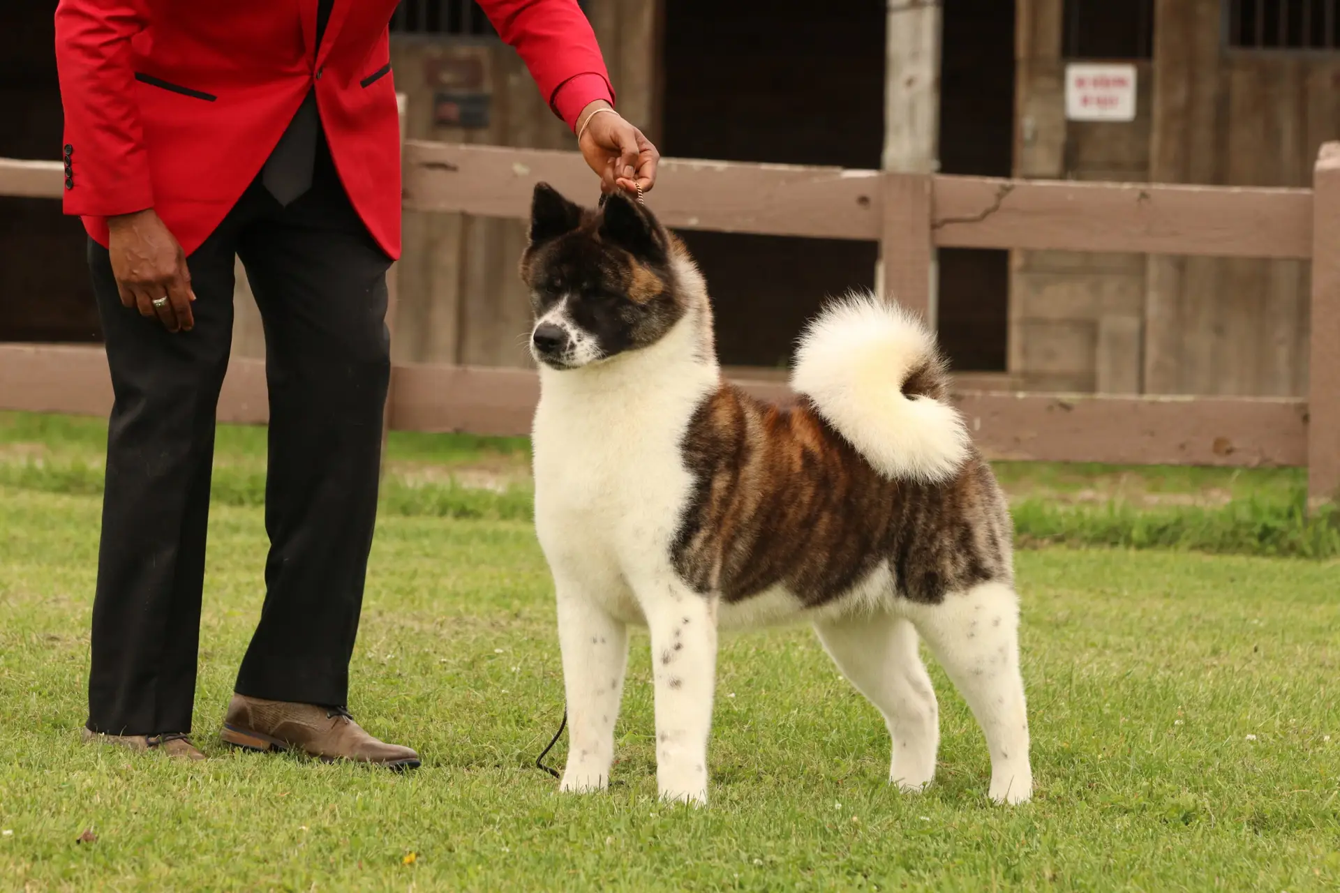 Champion Bengal, dam at Apexx Akitas, OFA tested American Akita from champion bloodlines