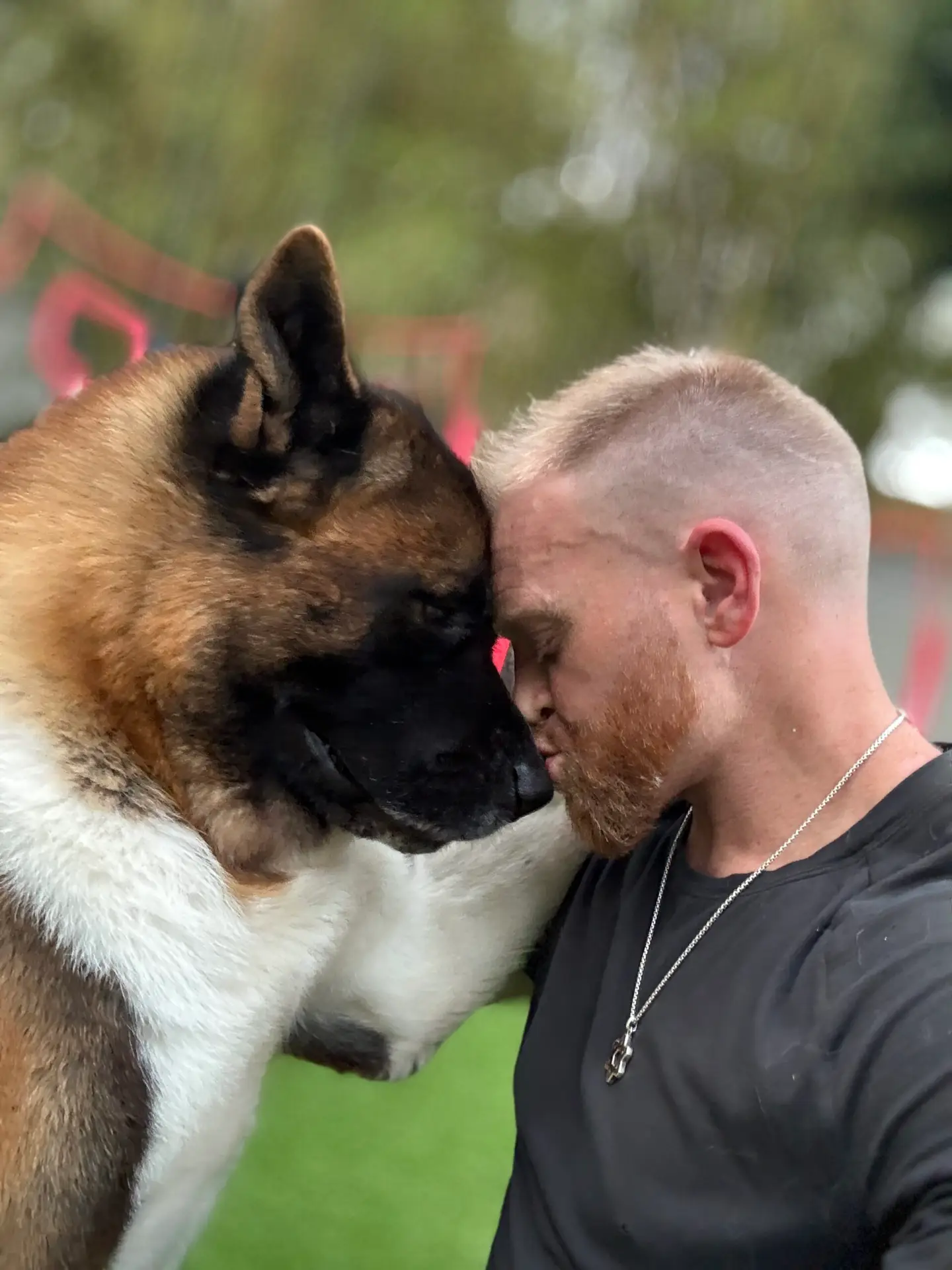 Dr. Zev with his male American Akita from Apexx Akitas showing confident calm temperament, Sussex County New Jersey