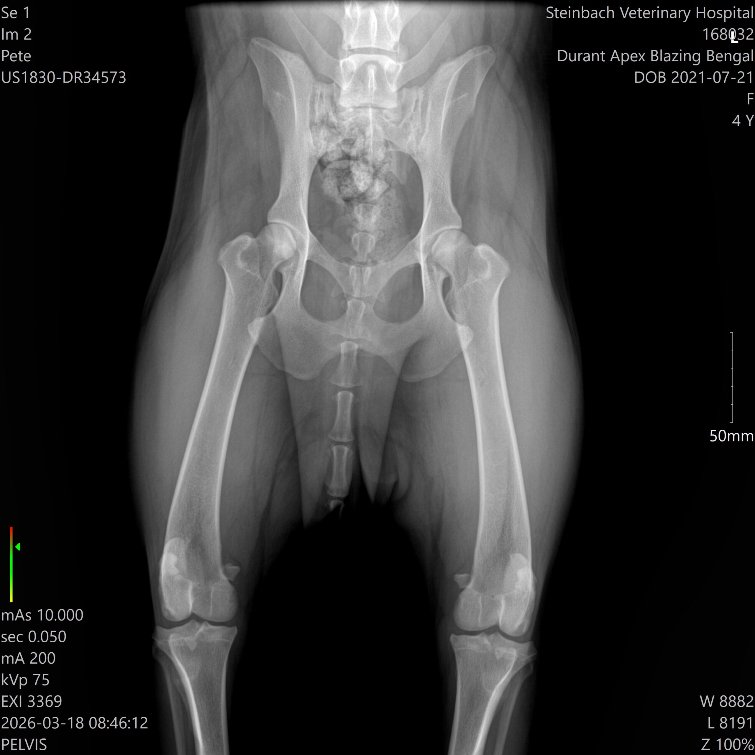 OFA hip X-ray of Apexx Blazing Bengal showing excellent hip clearance, Steinbach Veterinary Hospital 2026