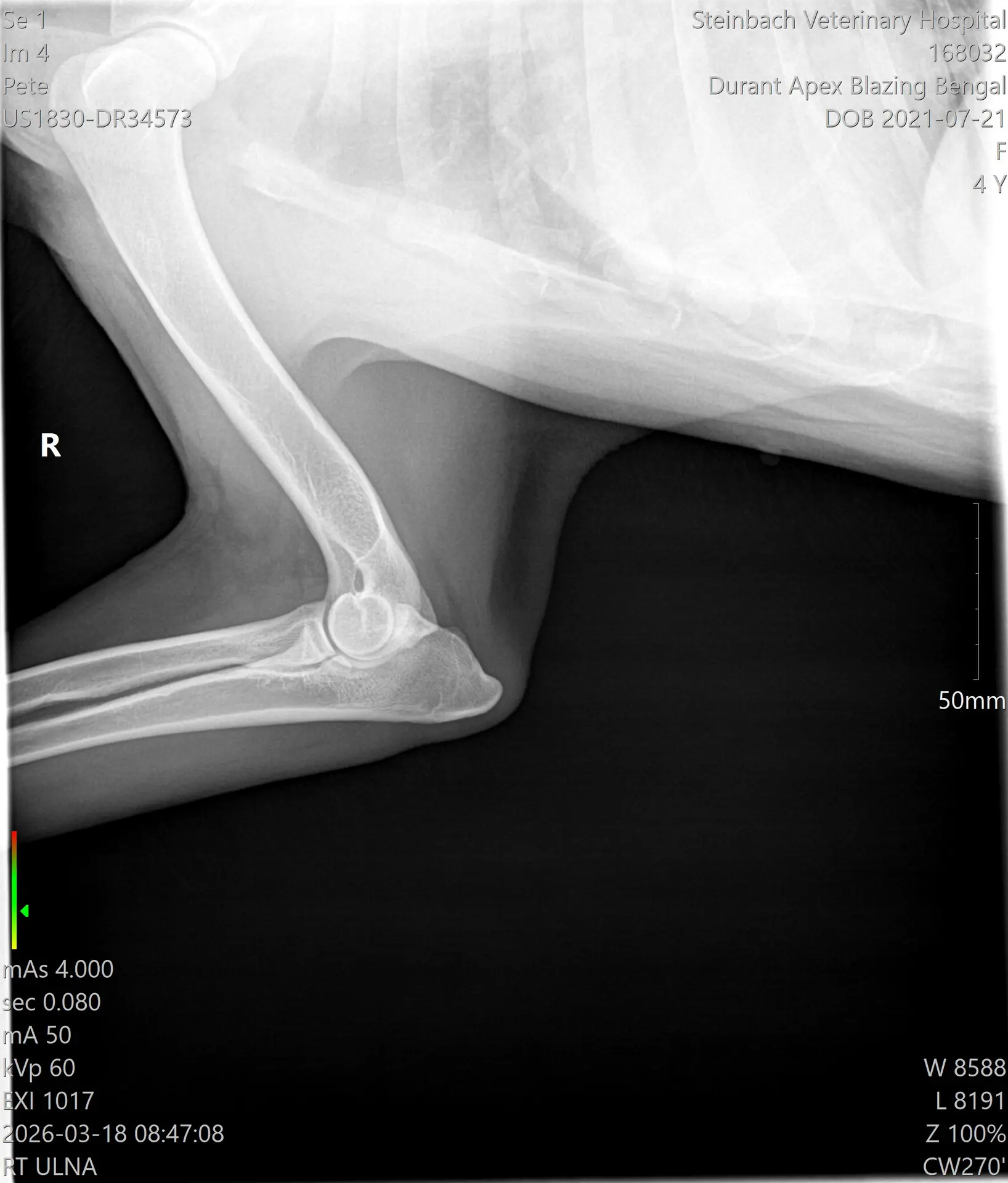 OFA elbow evaluation for Apexx Blazing Bengal showing excellent results — Apexx Akitas breeding dam