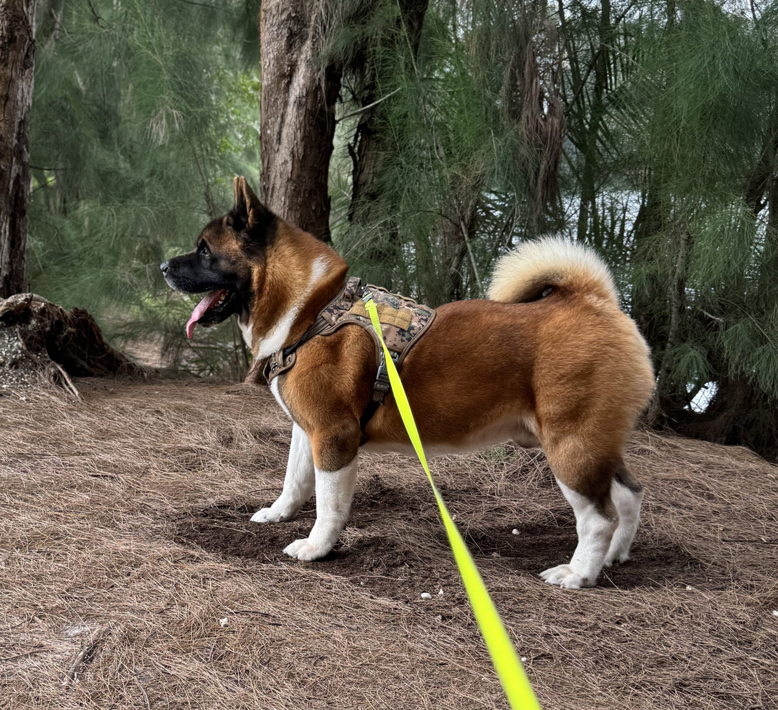 Orange Red male American Akita from Apexx Akitas showing excellent natural structure, Dr Zev's dog
