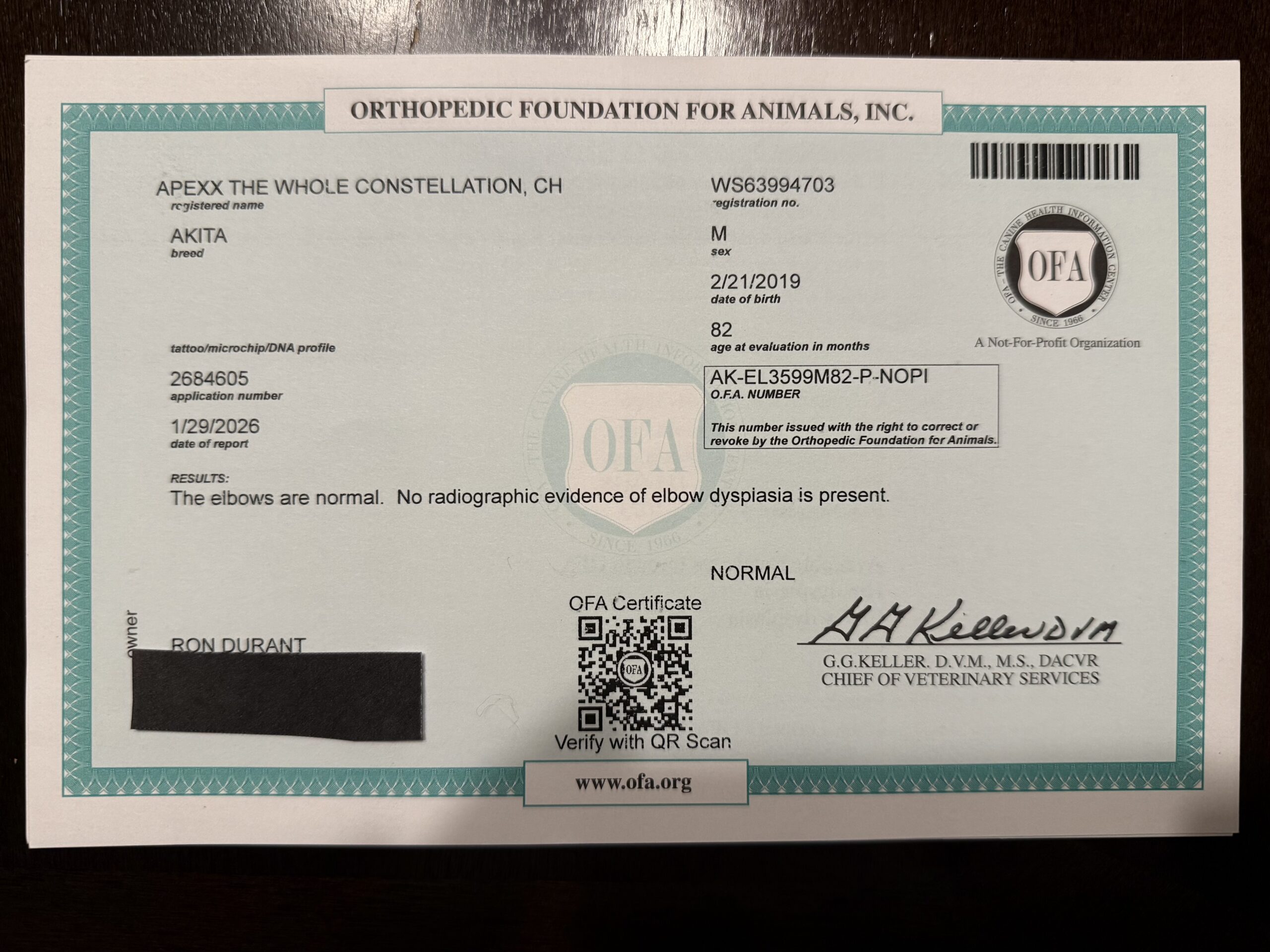 OFA elbow certificate for Champion Ash — Apexx Akitas