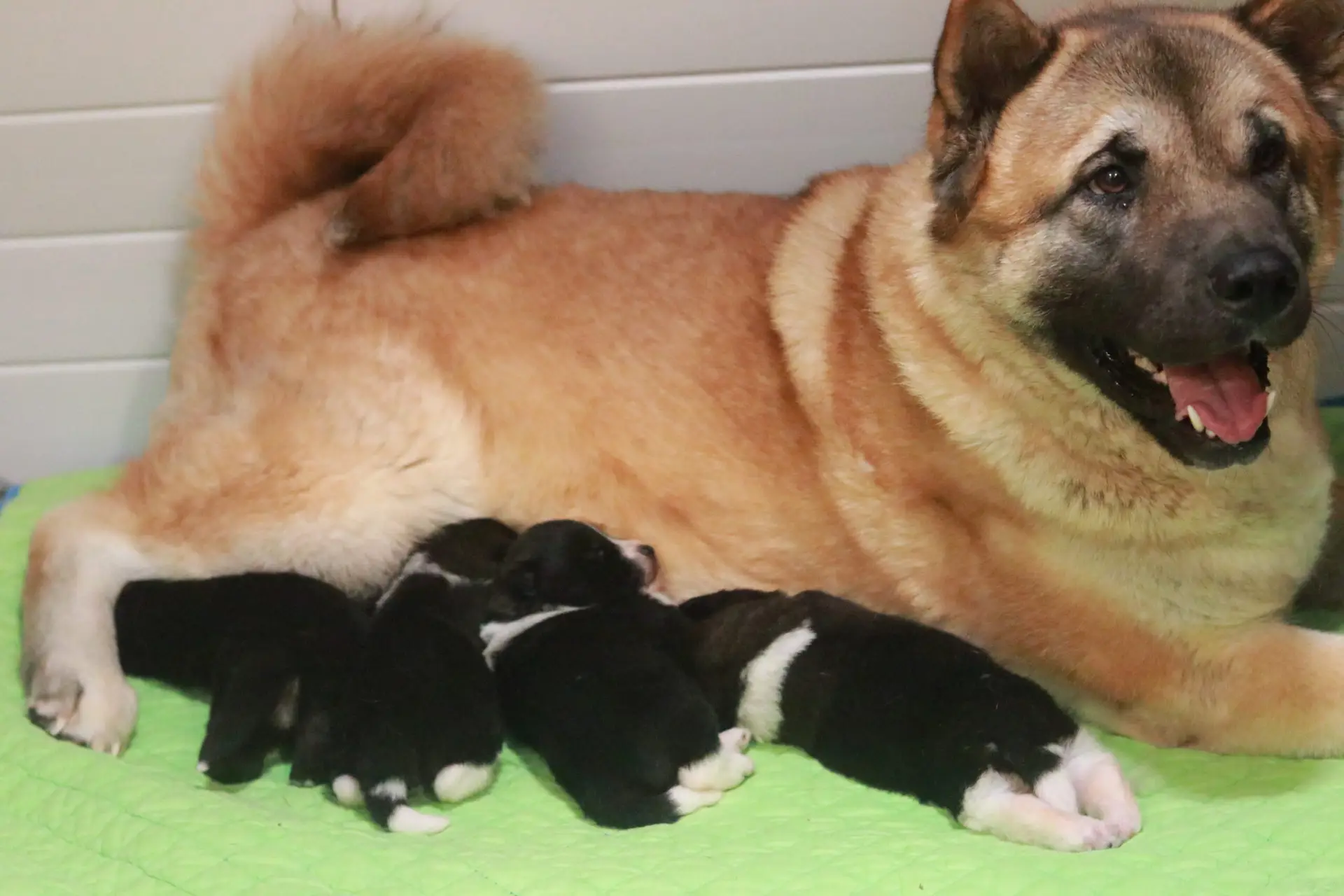 Apexx Akitas dam with her litter , champion bloodline American Akita puppies, New Jersey