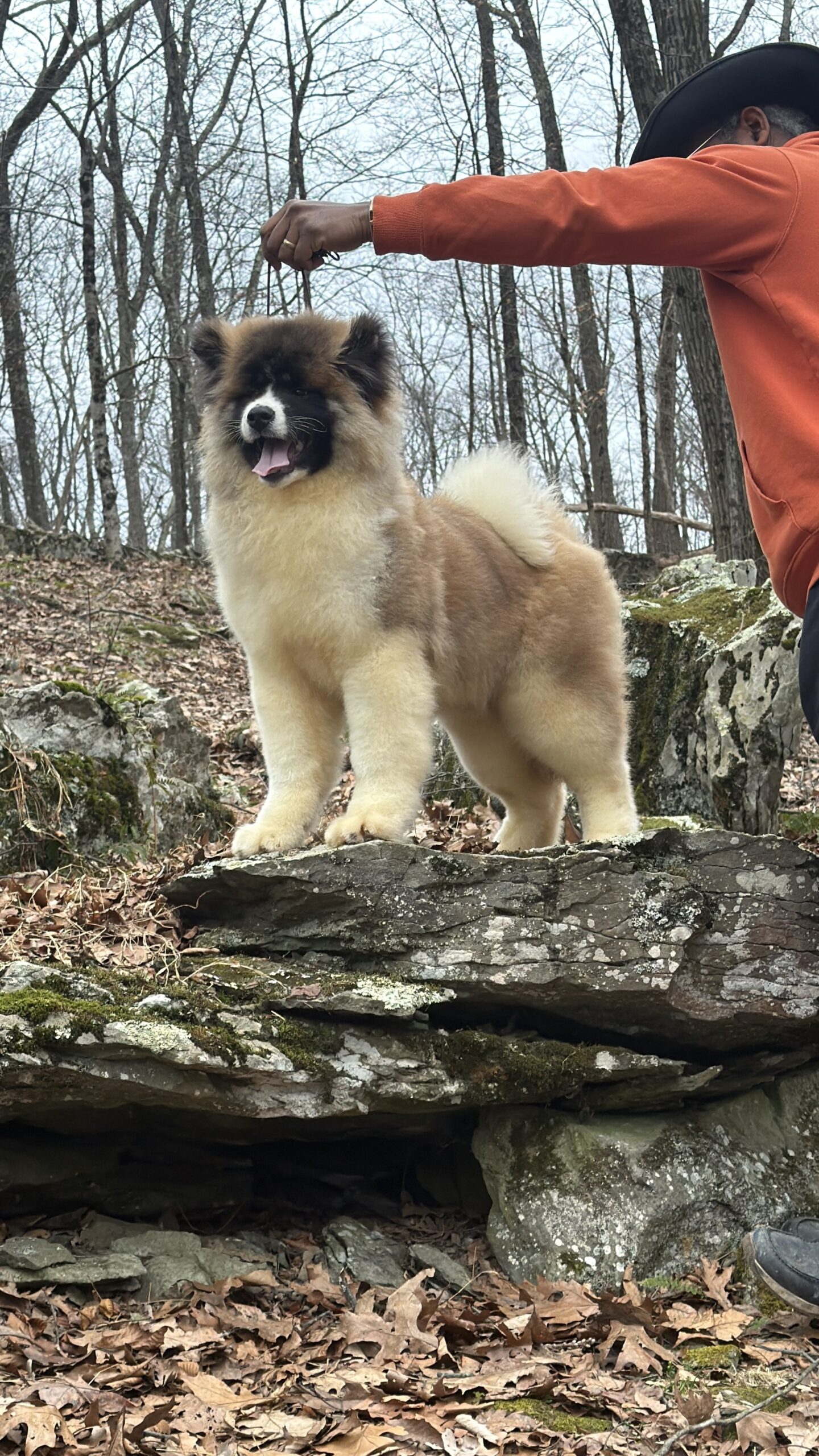 Available female American Akita puppy from Apexx Akitas, red with white blaze and white socks, champion bloodlines