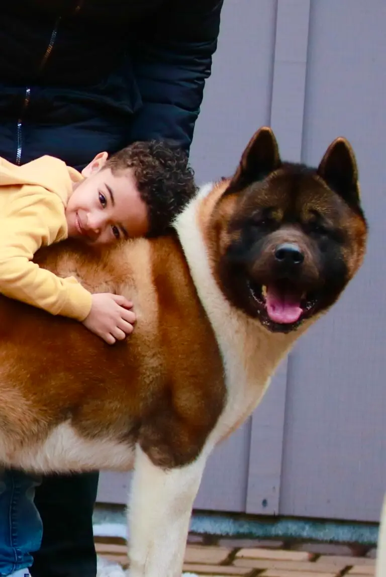 Young child hugging an Apexx Akitas American Akita — gentle and calm with children from champion bloodlines