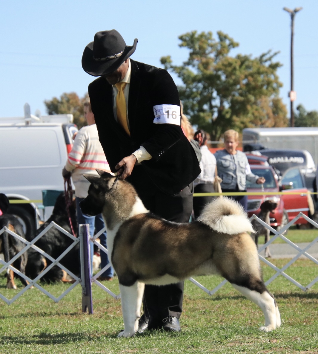 Aurora, dam at Apexx Akitas, American Akita from champion bloodlines, first show winner
