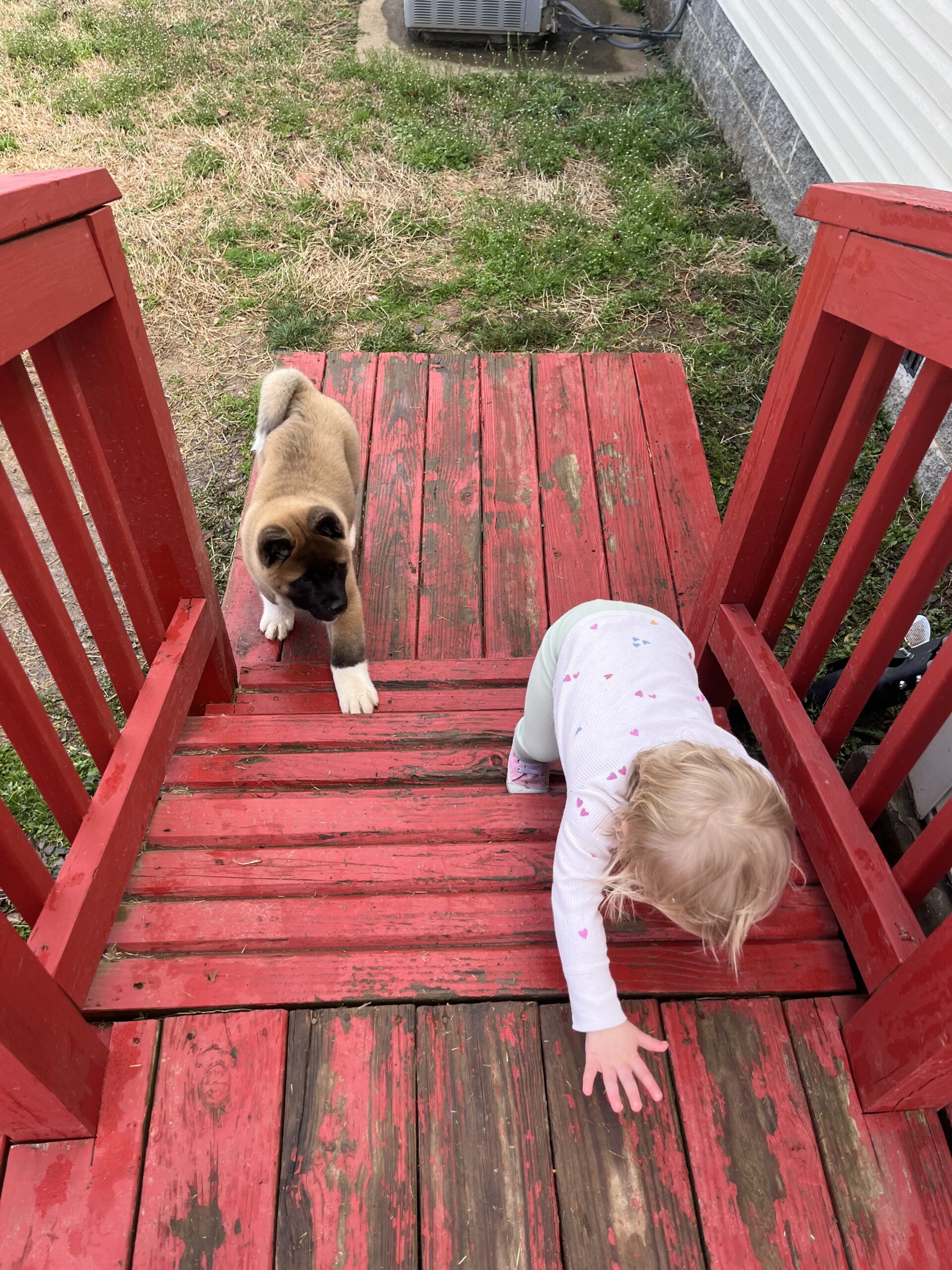 Apexx Akitas American Akita puppy bonding with a toddler on his first day home, climbing the stairs together
