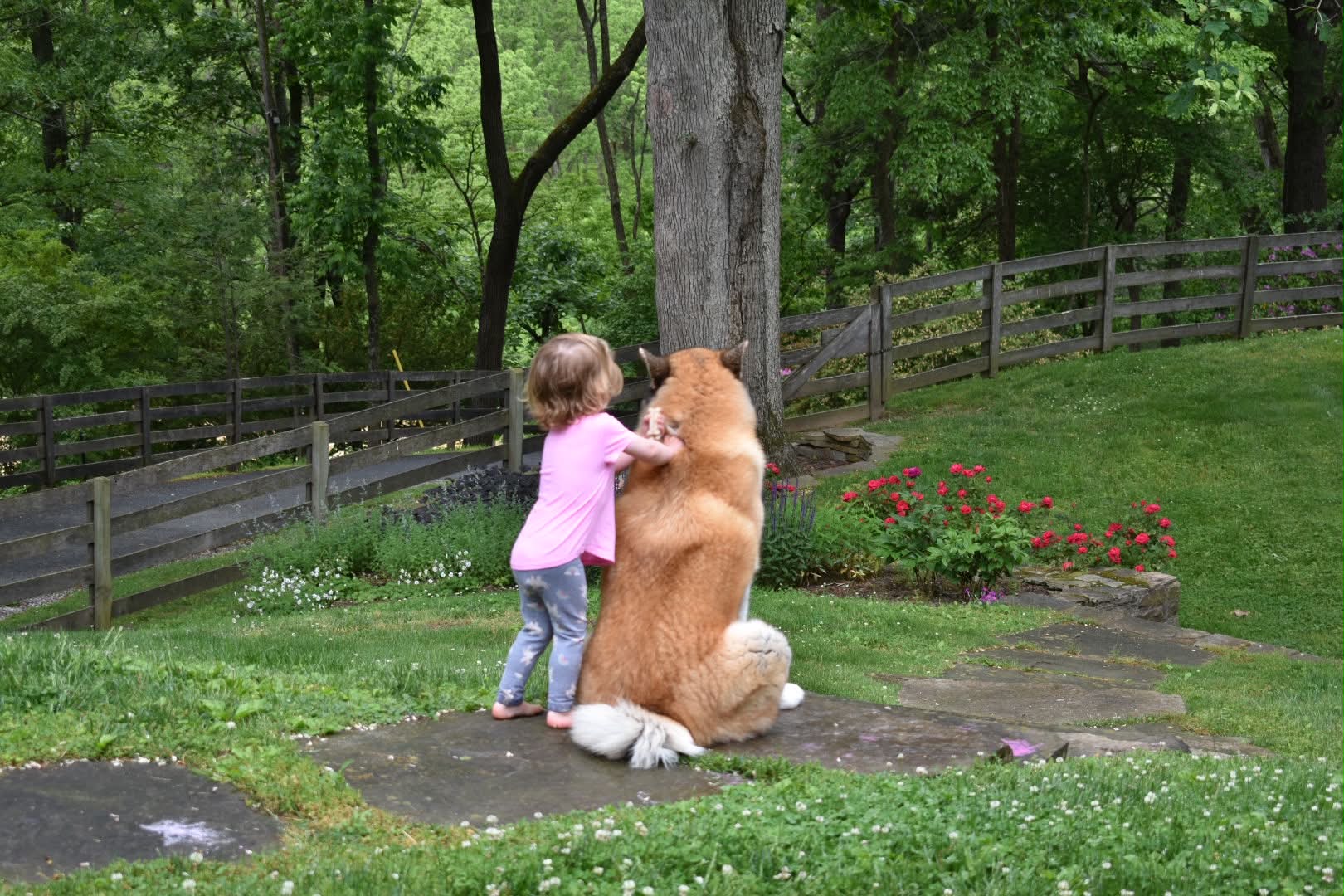 Sadie, 120-lb American Akita from Apexx bloodline, standing with Lauren's young daughter in the garden