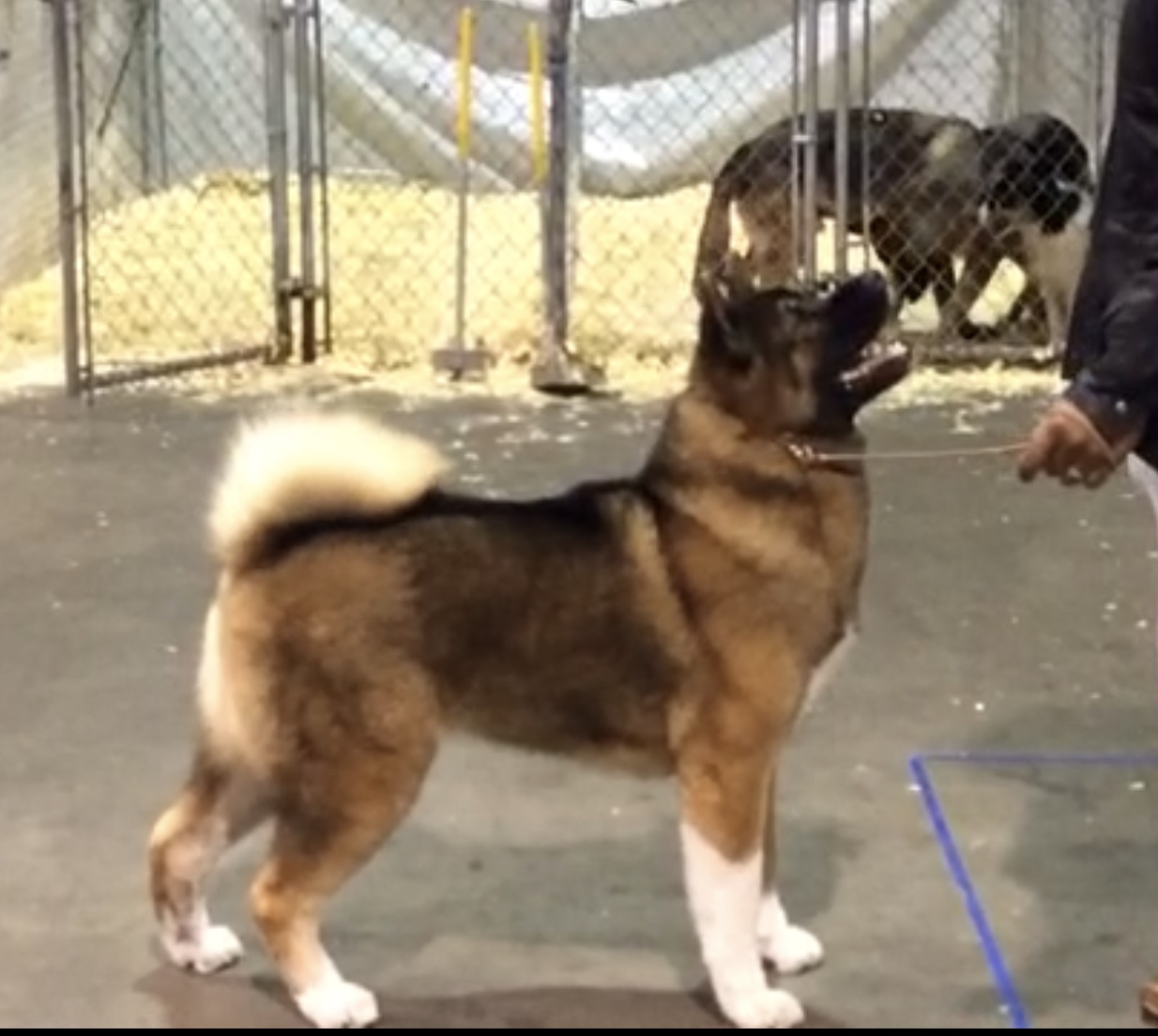 Sheba, American Akita from Apexx bloodline, photographed at 7 years old. She lived 15 years and 8 months.