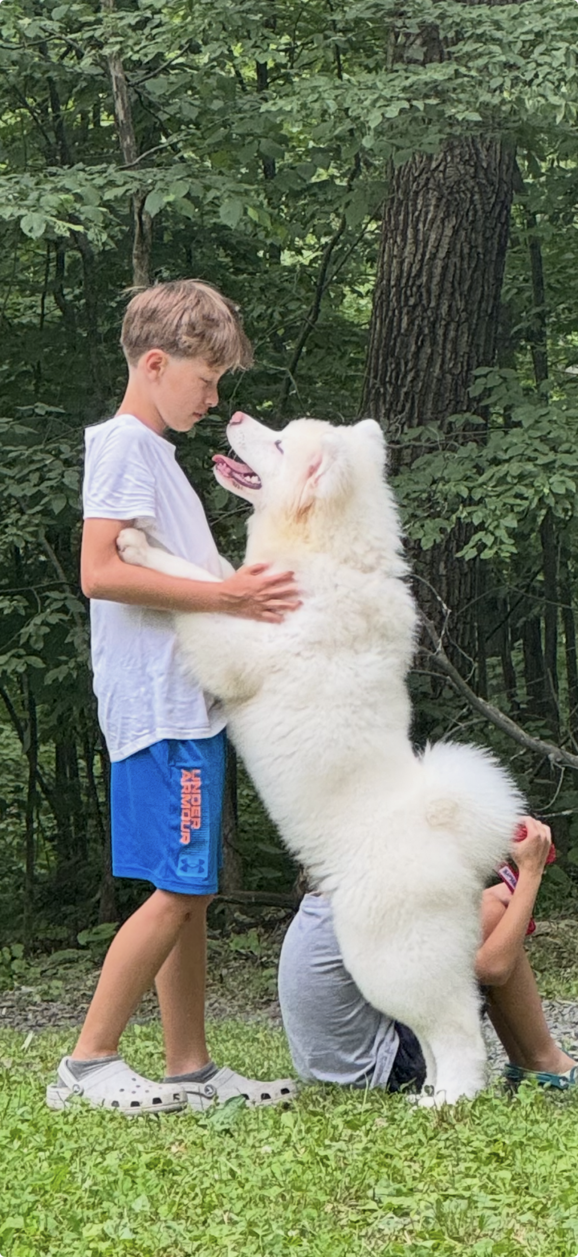 Adolescent male American Akita from Apexx Akitas bonding with a young boy on pickup day