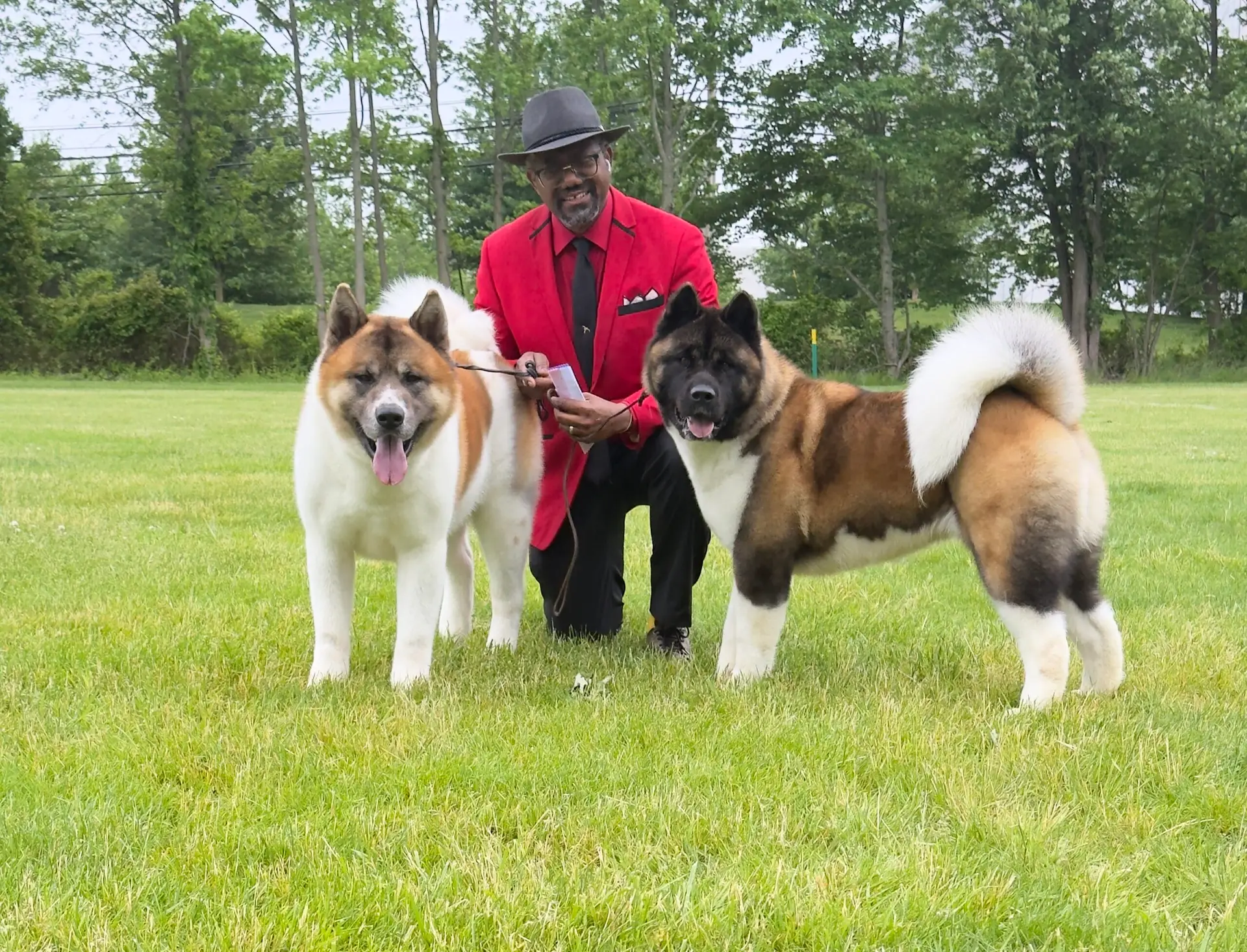 Ron Durant of Apexx Akitas in a field with Toro and Astra, two adult American Akitas, photographed after a full grooming and deshedding session, showing the clean healthy coat that results from a consistent routine