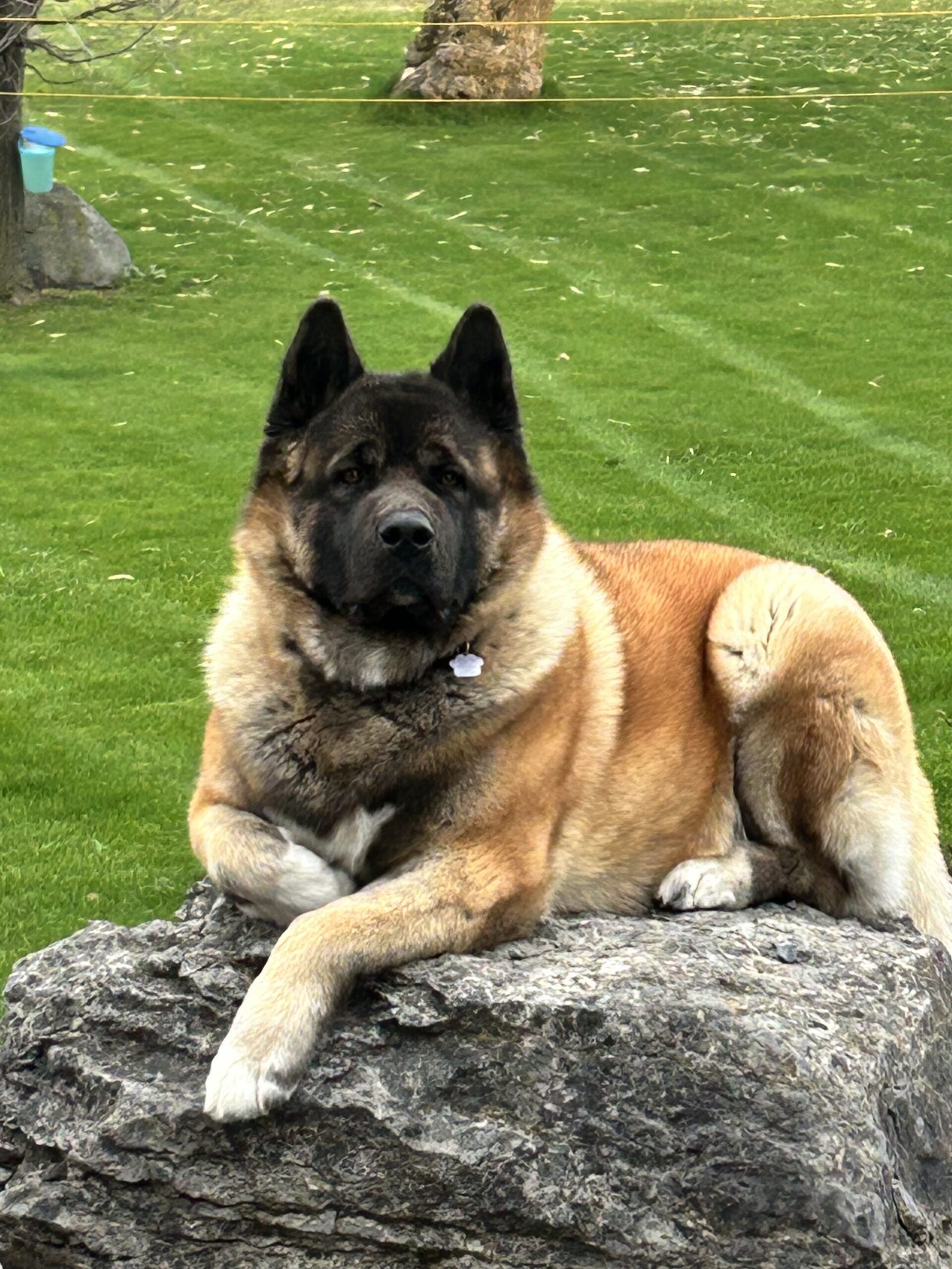 Chunky, 4-year-old American Akita great-grandson of Sheba from Apexx bloodline, thriving in Canada