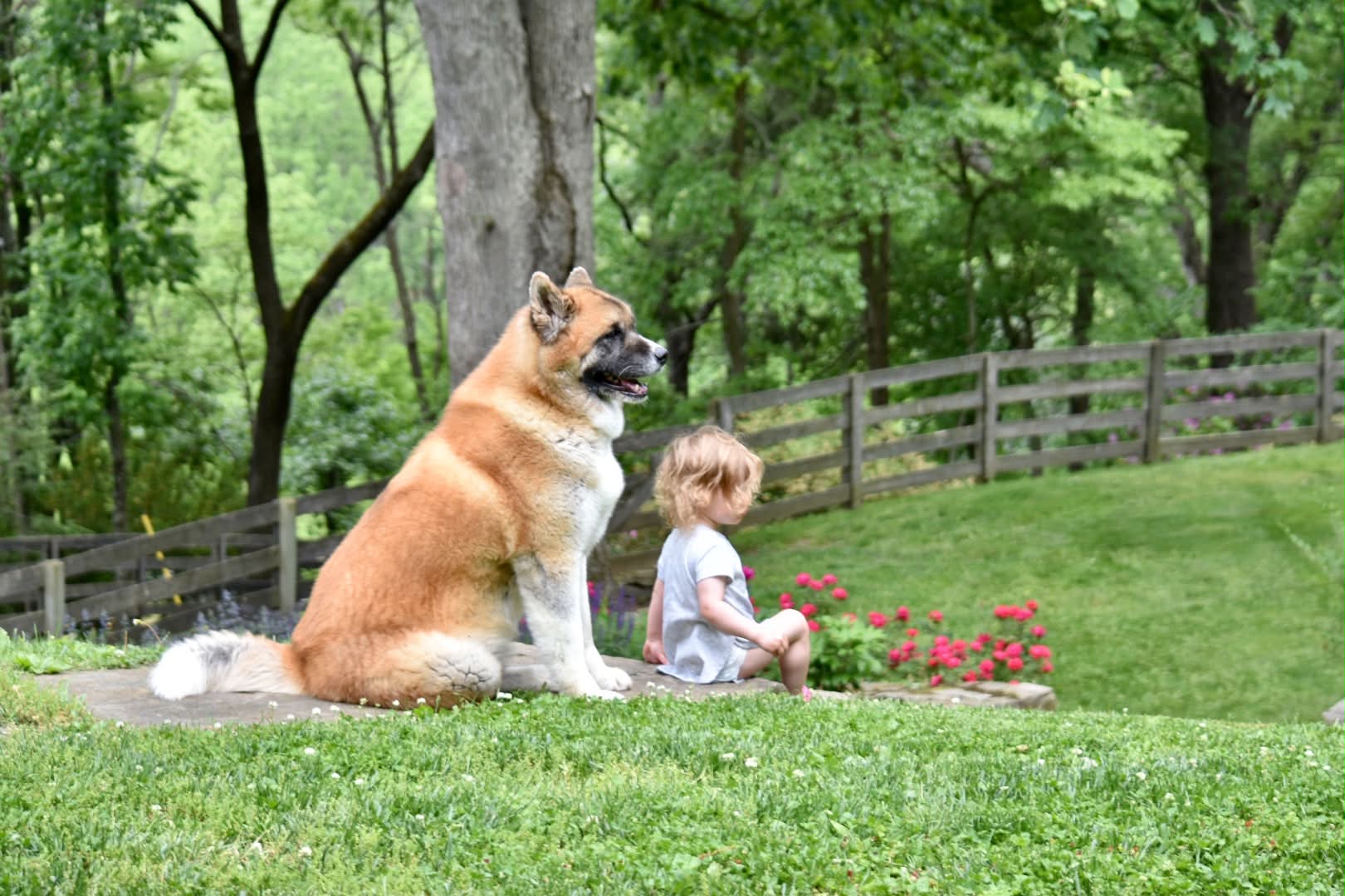 Sadie, 10-year-old American Akita from Apexx bloodline, sitting watchfully behind a child in the garden