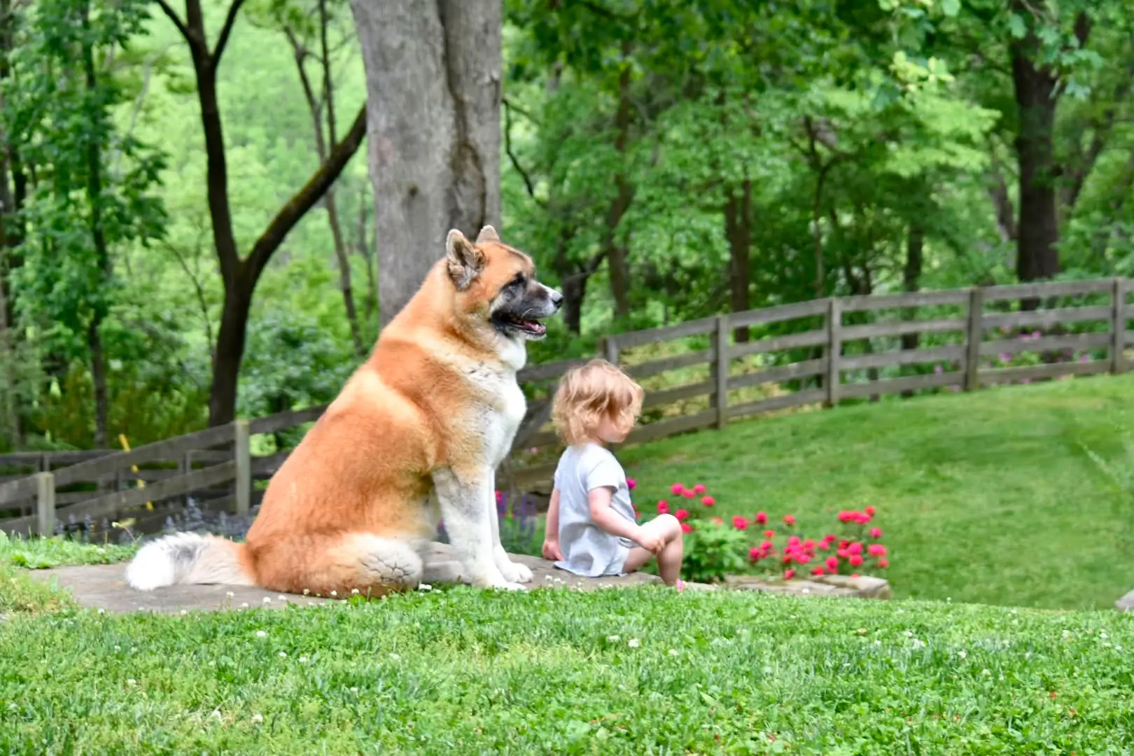 Sadie, 10-year-old American Akita from Apexx bloodline, sitting watchfully behind a young child in the garden