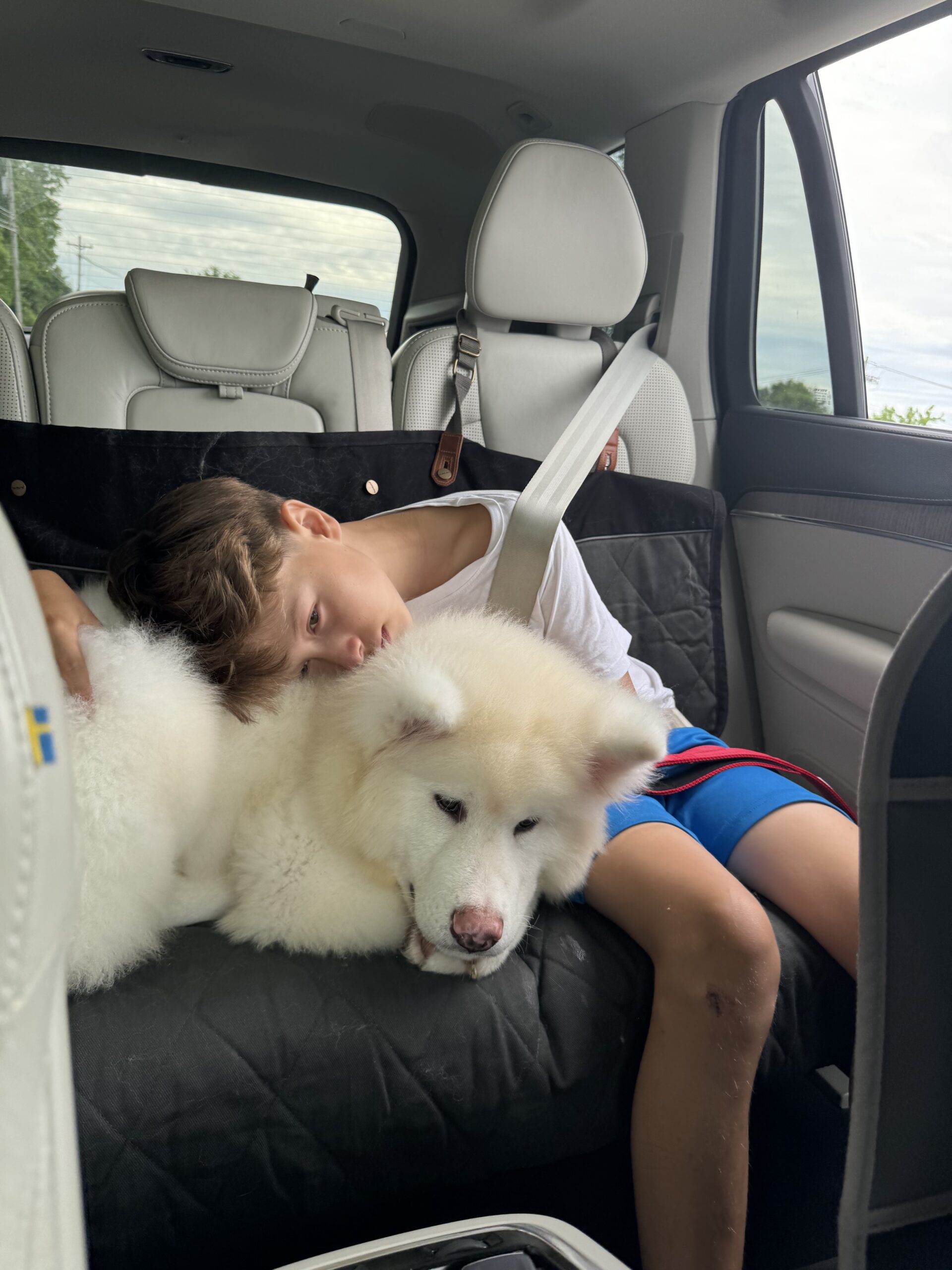 Blizzard, a calm and confident white American Akita male from Apexx Akitas, riding home with his adolescent companion