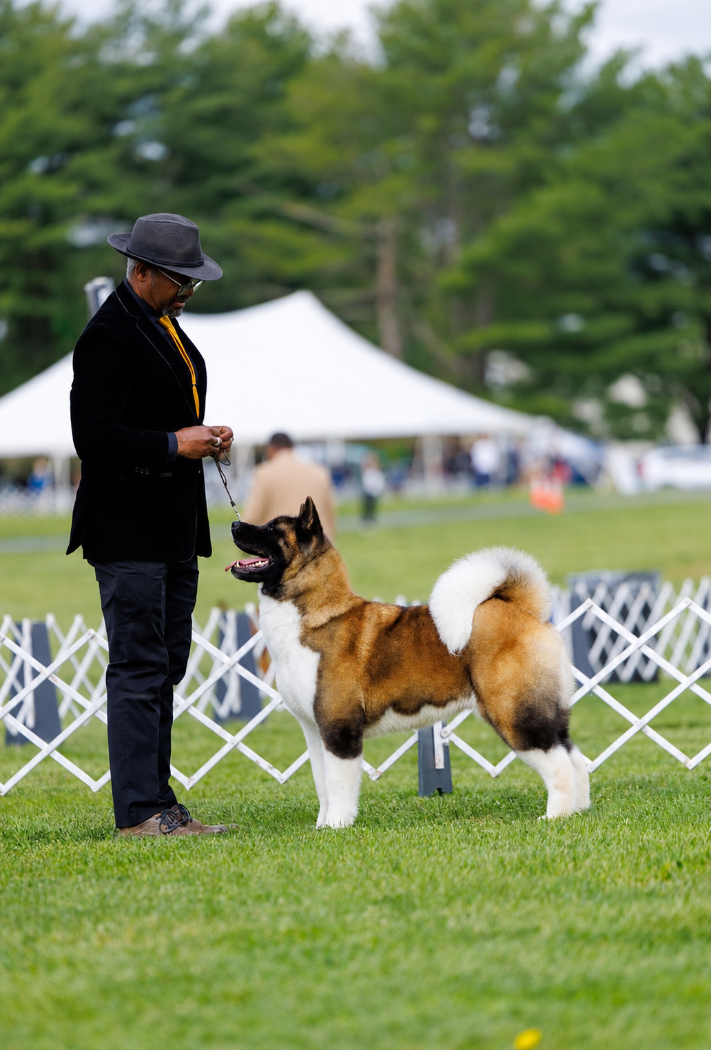 Champion Astra on her championship run at Apexx Akitas, sable American Akita by Champion Ash and Champion Kitnis