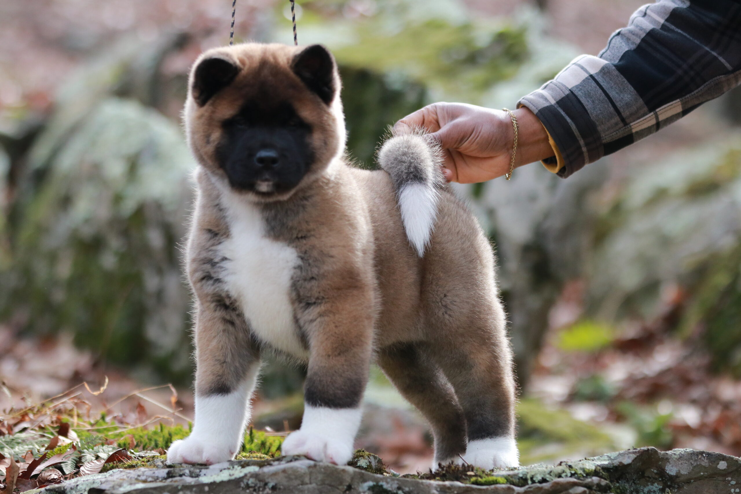 Five week old female American Akita puppy from Apexx Akitas learning conformation training in Sussex County, New Jersey