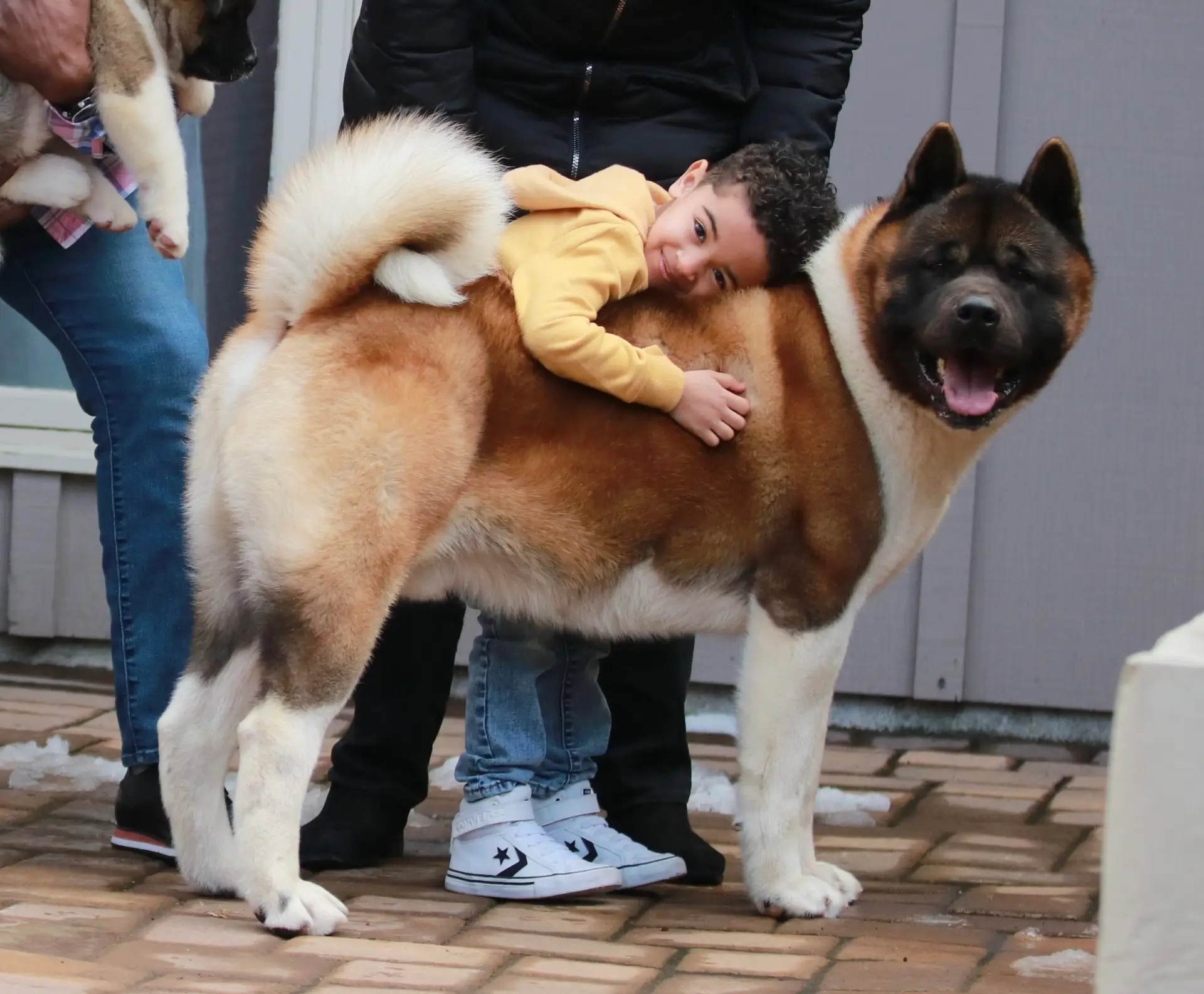 Grand Champion Asa, a red American Akita male sire with black mask and white markings, by European Grand Champion Joe and European Champion Carrots