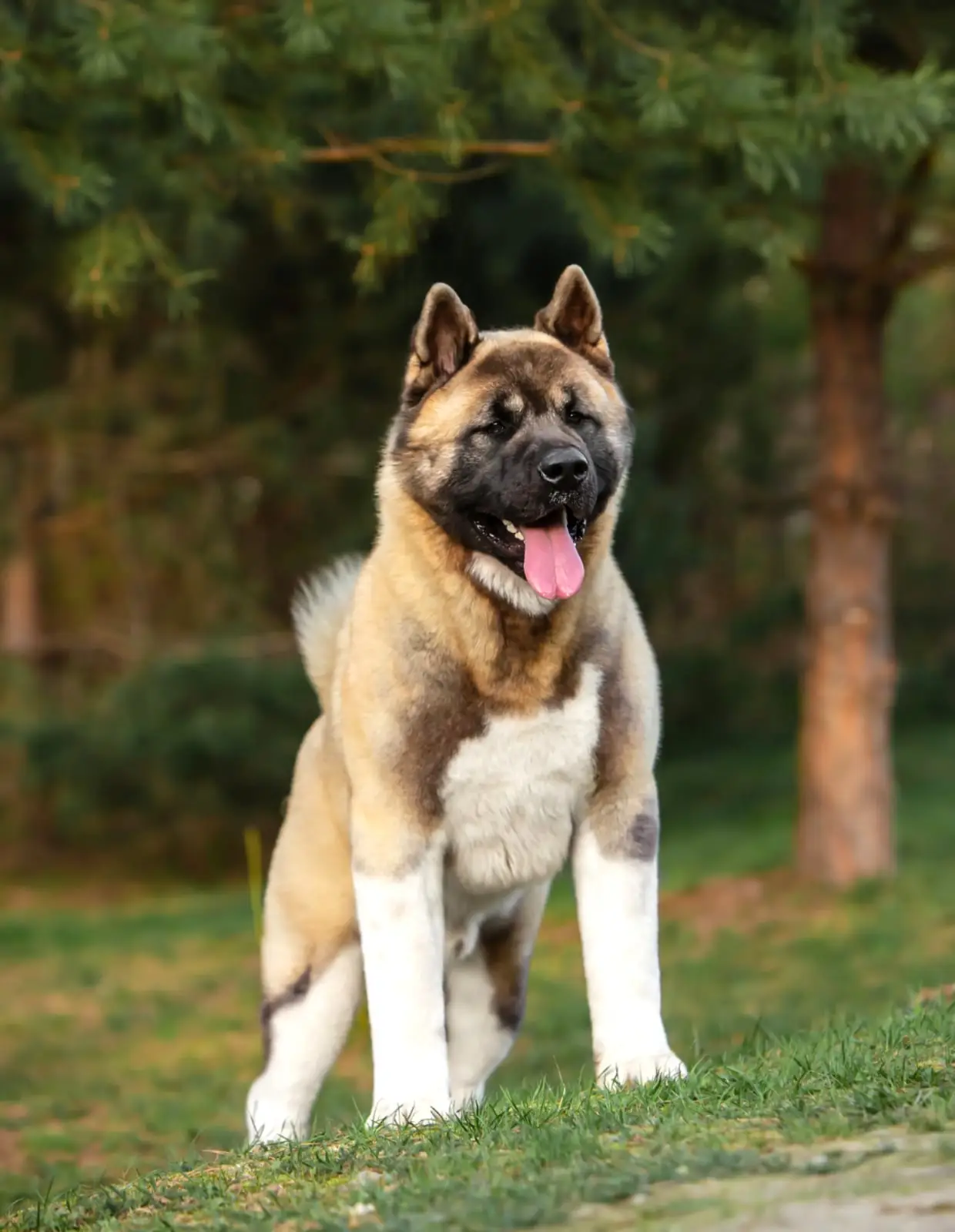 Prosha, fawn American Akita Winter 2026 sire at Apexx Akitas by European Grand Champion Joe and European Grand Champion Lova