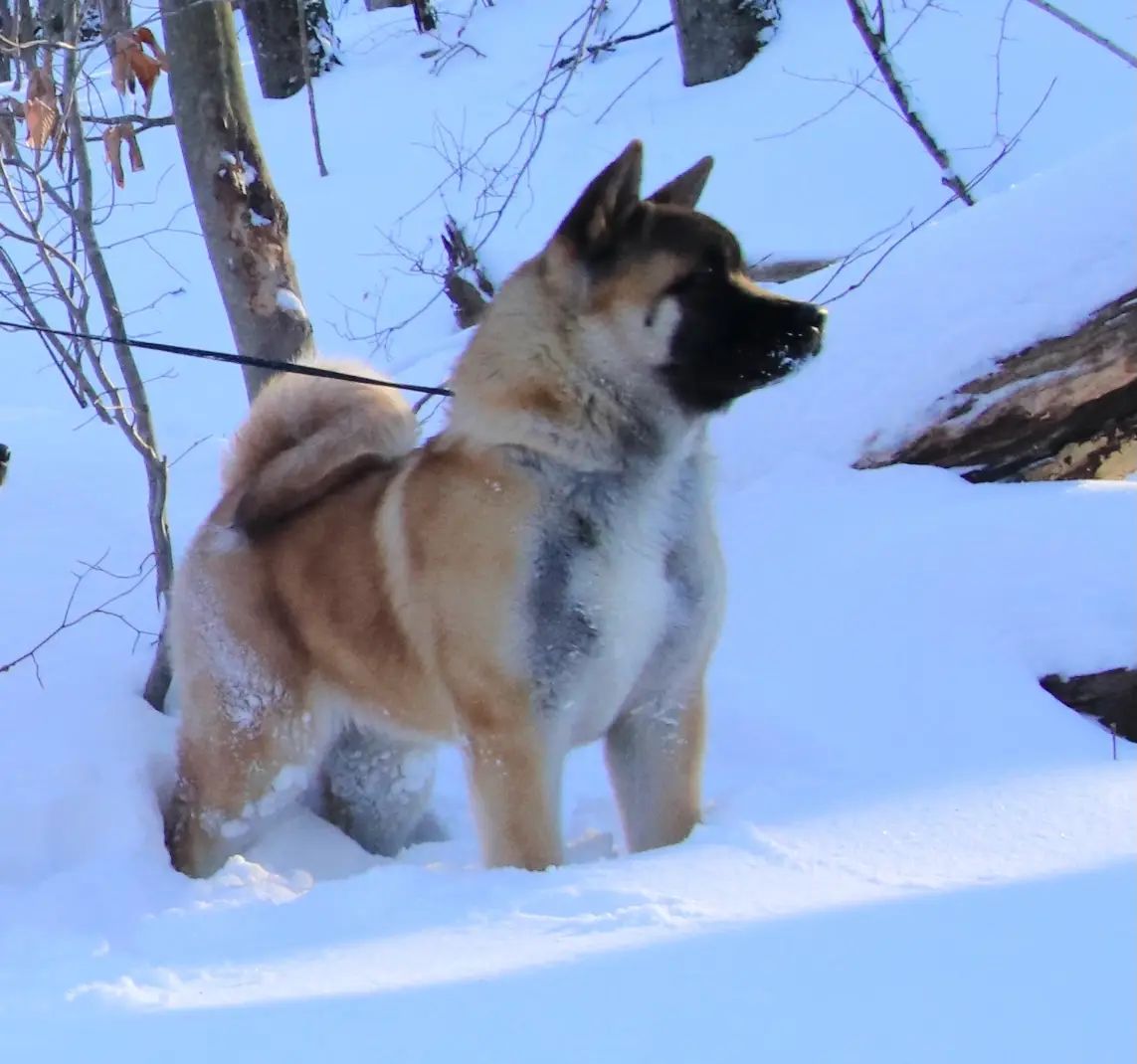 Salu, a red American Akita female dam with black mask and white markings at Apexx Akitas, produced by Boris and Kasia