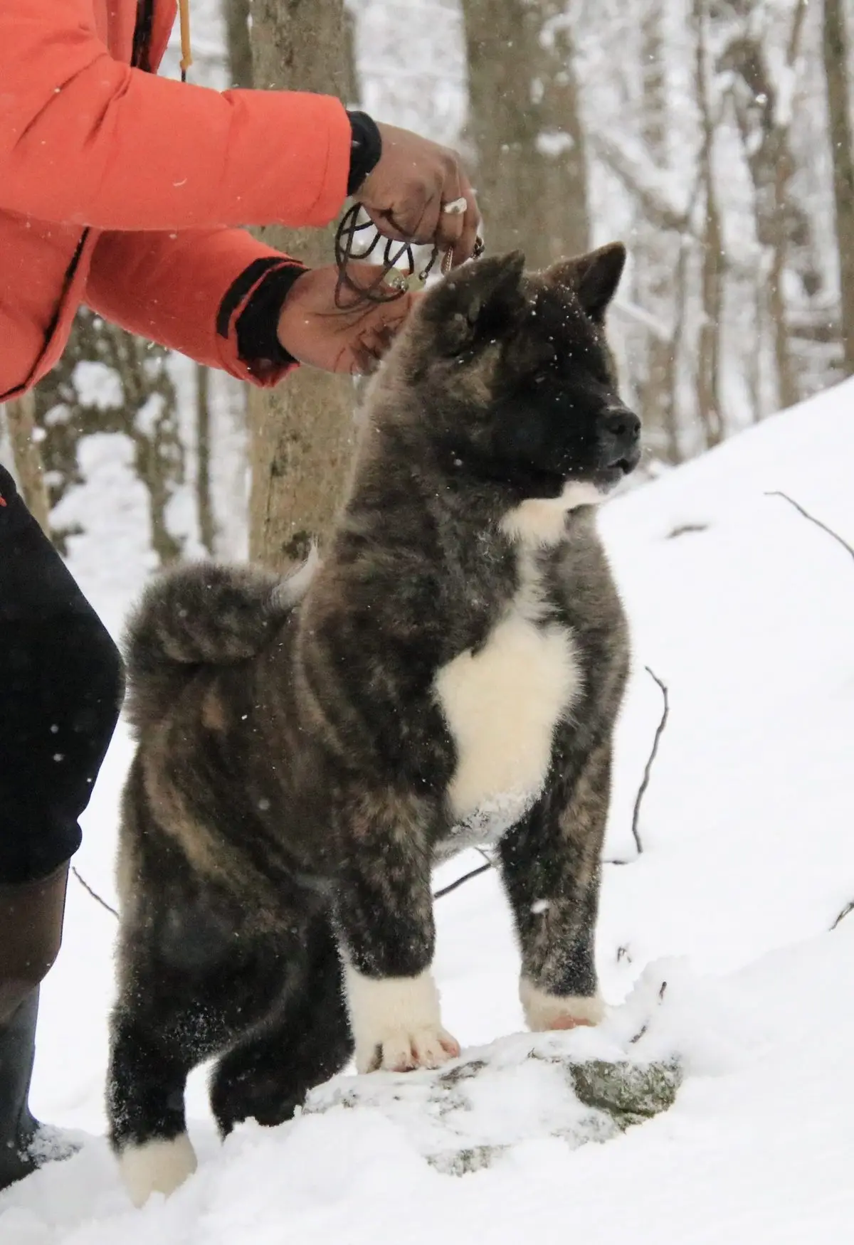 Stone, brindle American Akita female Winter 2026 dam at Apexx Akitas by Grand Champion Asa and Champion Starlight