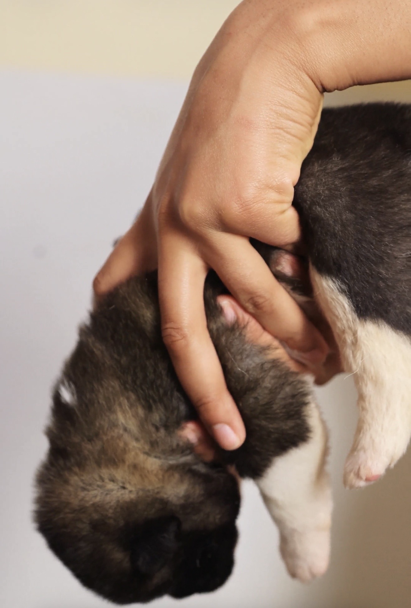 American Akita puppy held securely with head pointed down during ENS
