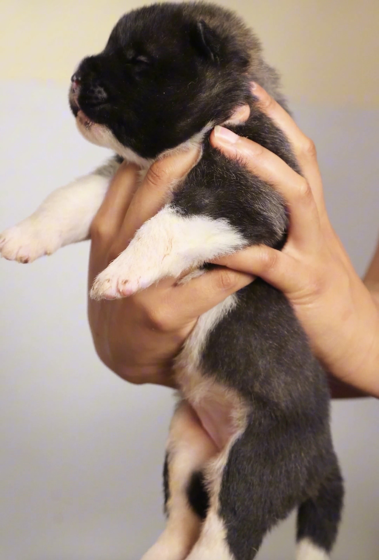 American Akita puppy held securely in an upright head up position during ENS