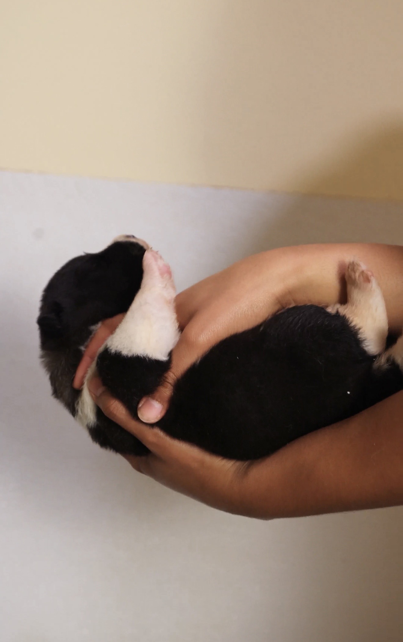 American Akita puppy cradled on its back in both hands during ENS