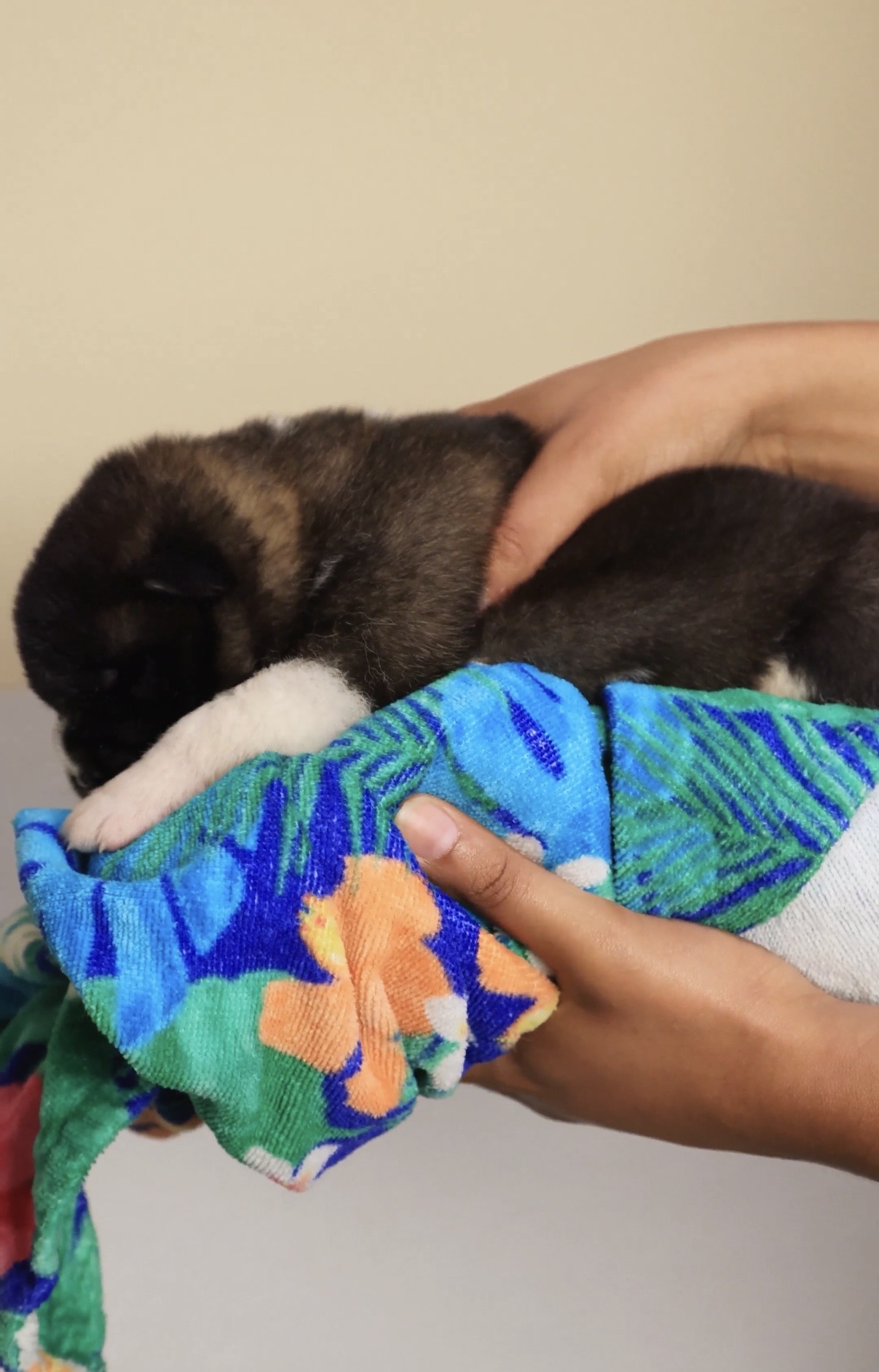 American Akita puppy placed on a cool damp towel for thermal stimulation