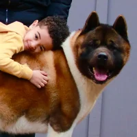 American Akita champion bloodlines from Apexx Akitas breeder New Jersey